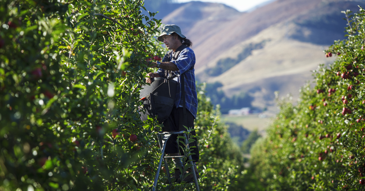 New Zealand Apples and Pears warmly welcomes changes to RSE Scheme ...